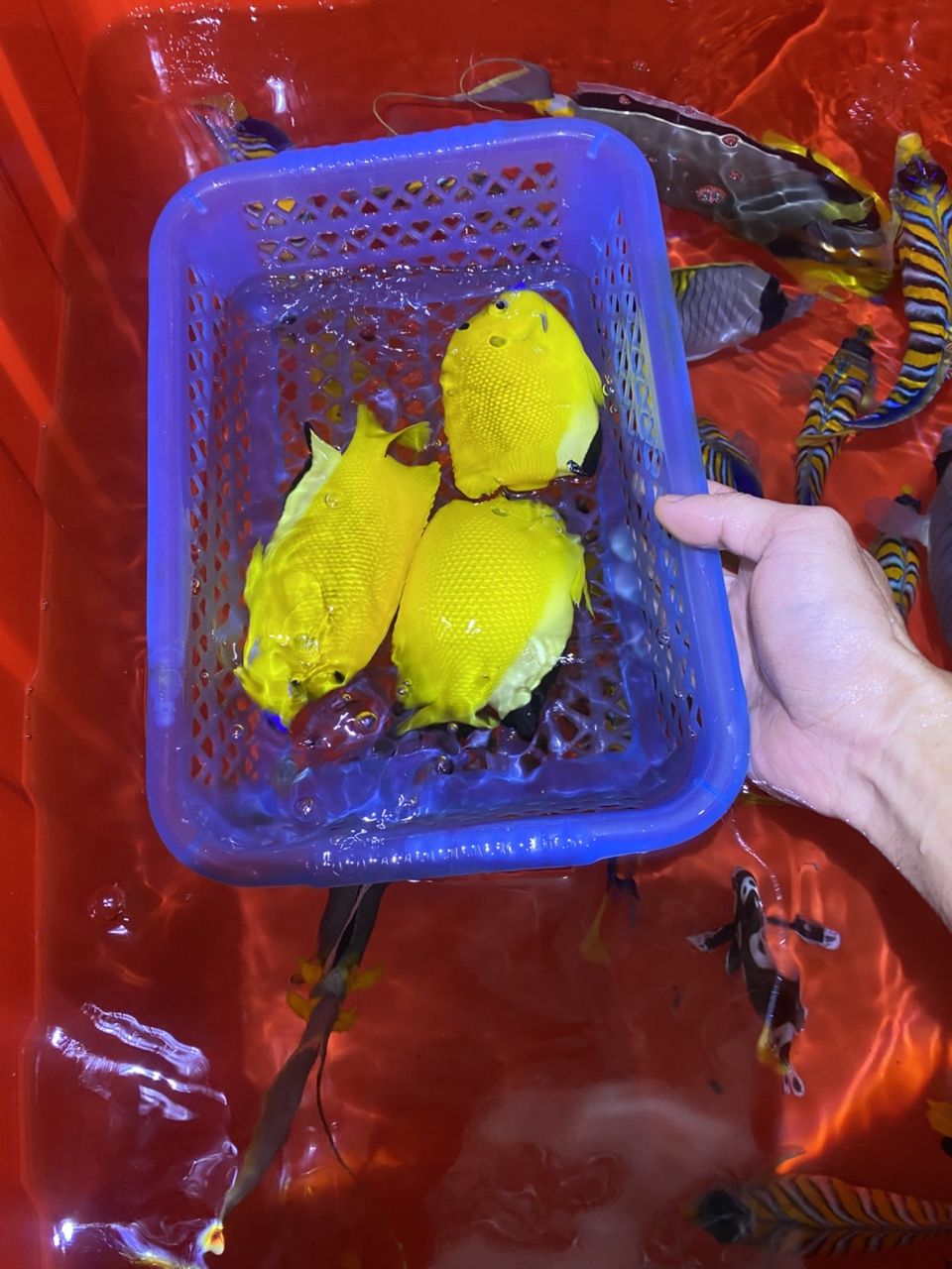 各種手捕觀賞魚（各種手捕觀賞魚的特征、飼養要求及飼養要求及飼養要求）