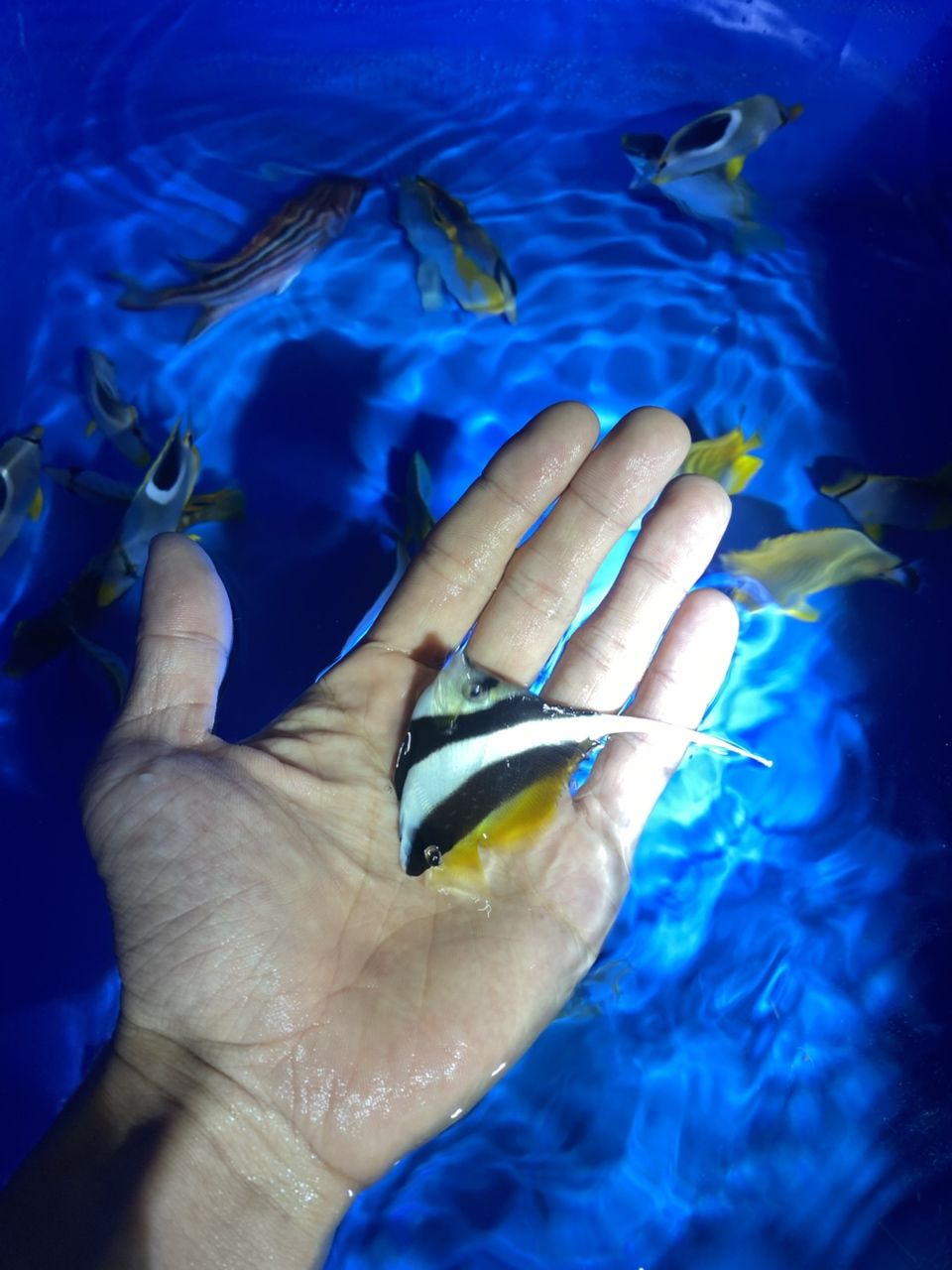 各種手捕觀賞魚（各種手捕觀賞魚的特征、飼養要求及飼養要求及飼養要求）