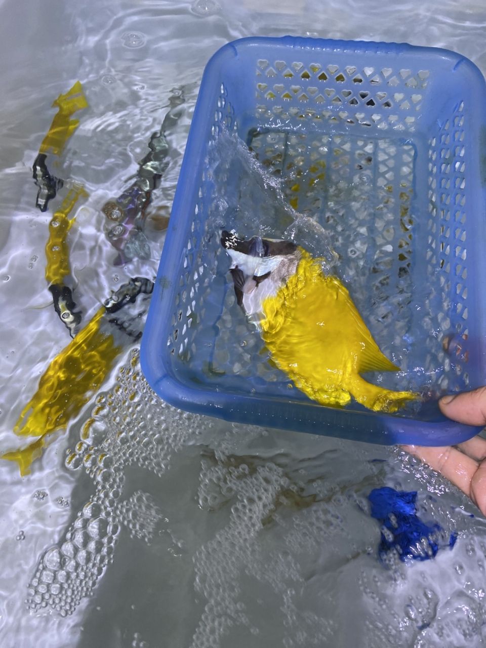各種手捕觀賞魚（各種手捕觀賞魚的特征、飼養要求及飼養要求及飼養要求）