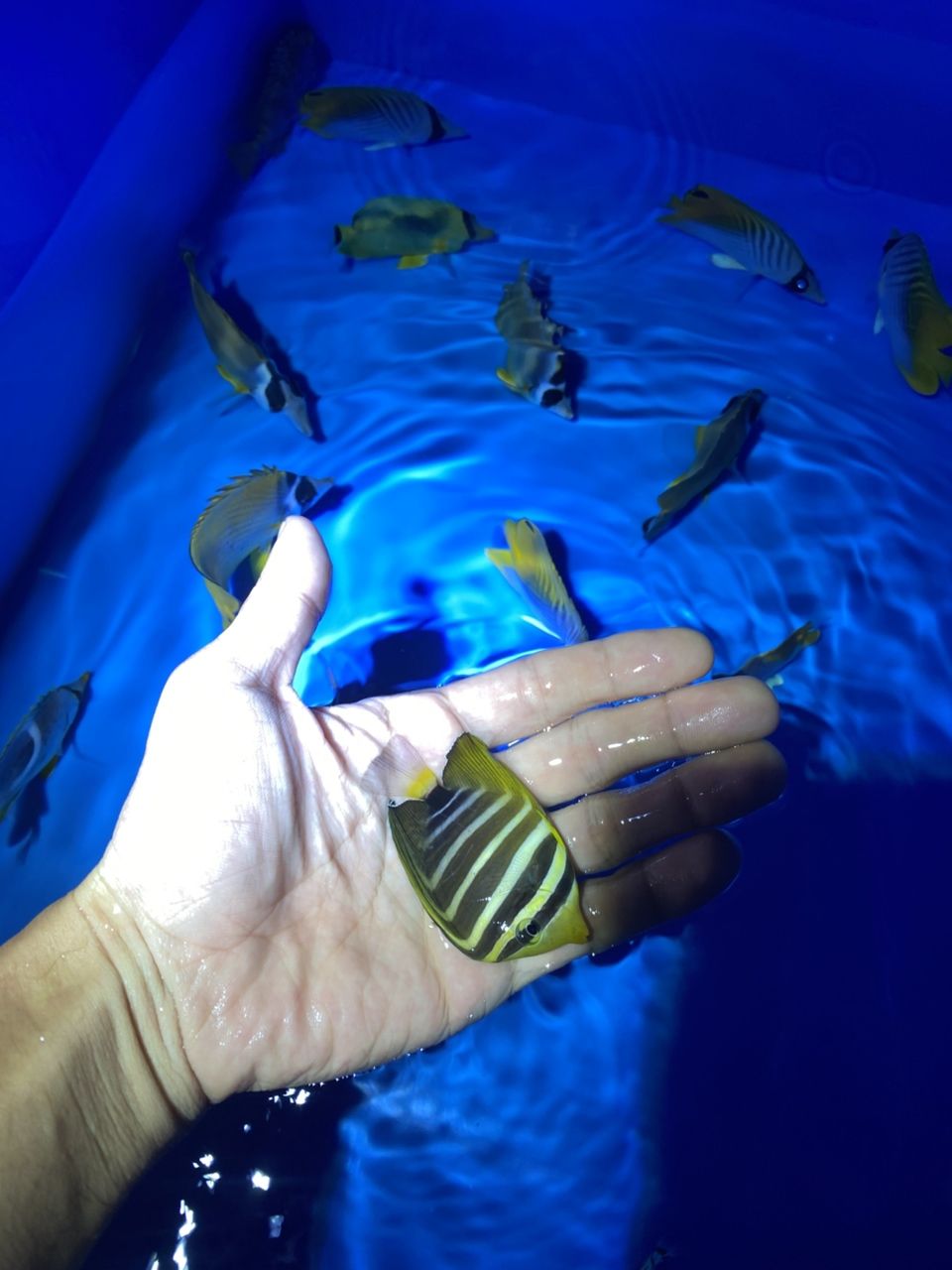 各種手捕觀賞魚（各種手捕觀賞魚的特征、飼養要求及飼養要求及飼養要求）