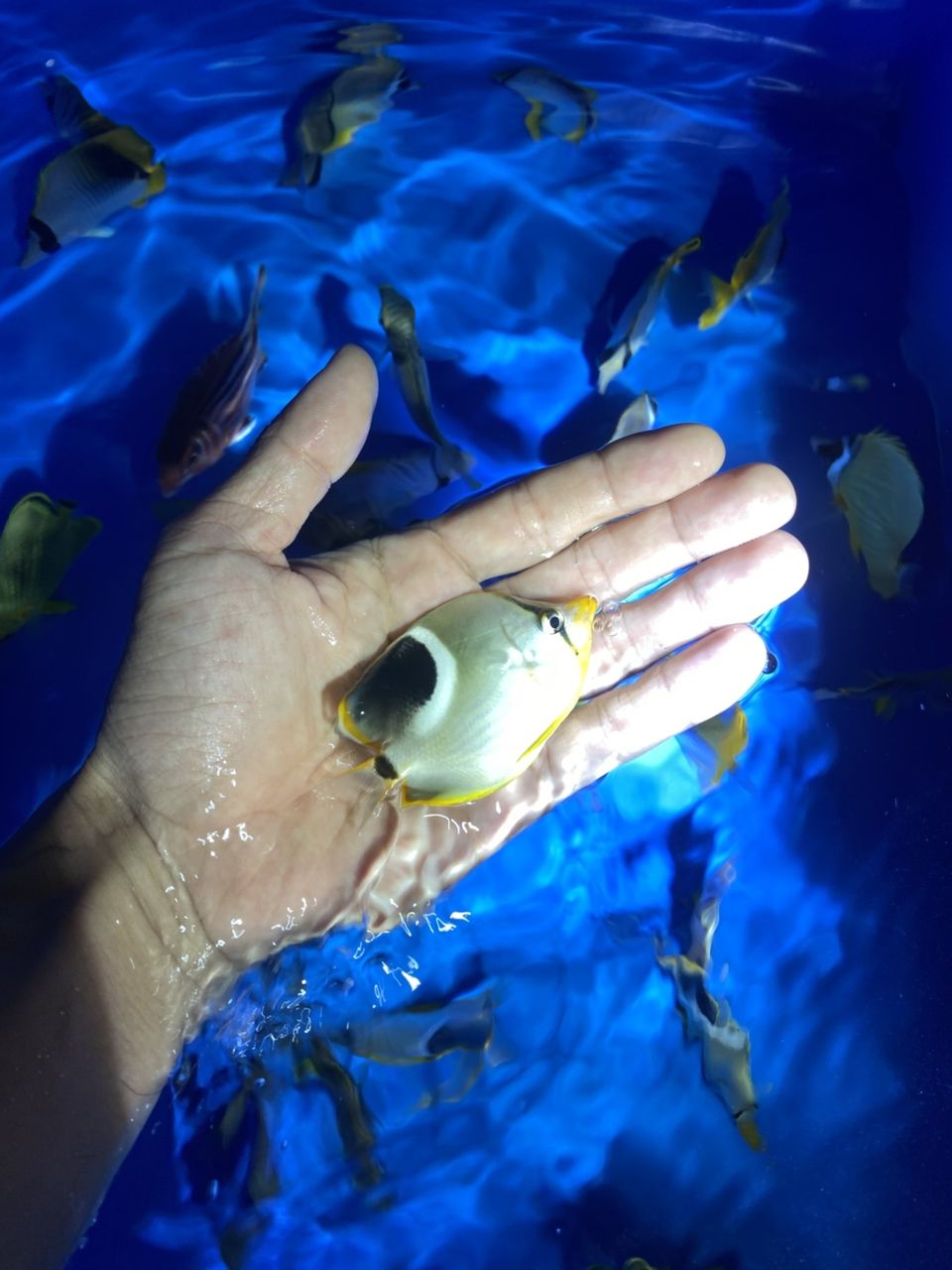 各種手捕觀賞魚（各種手捕觀賞魚的特征、飼養要求及飼養要求及飼養要求）