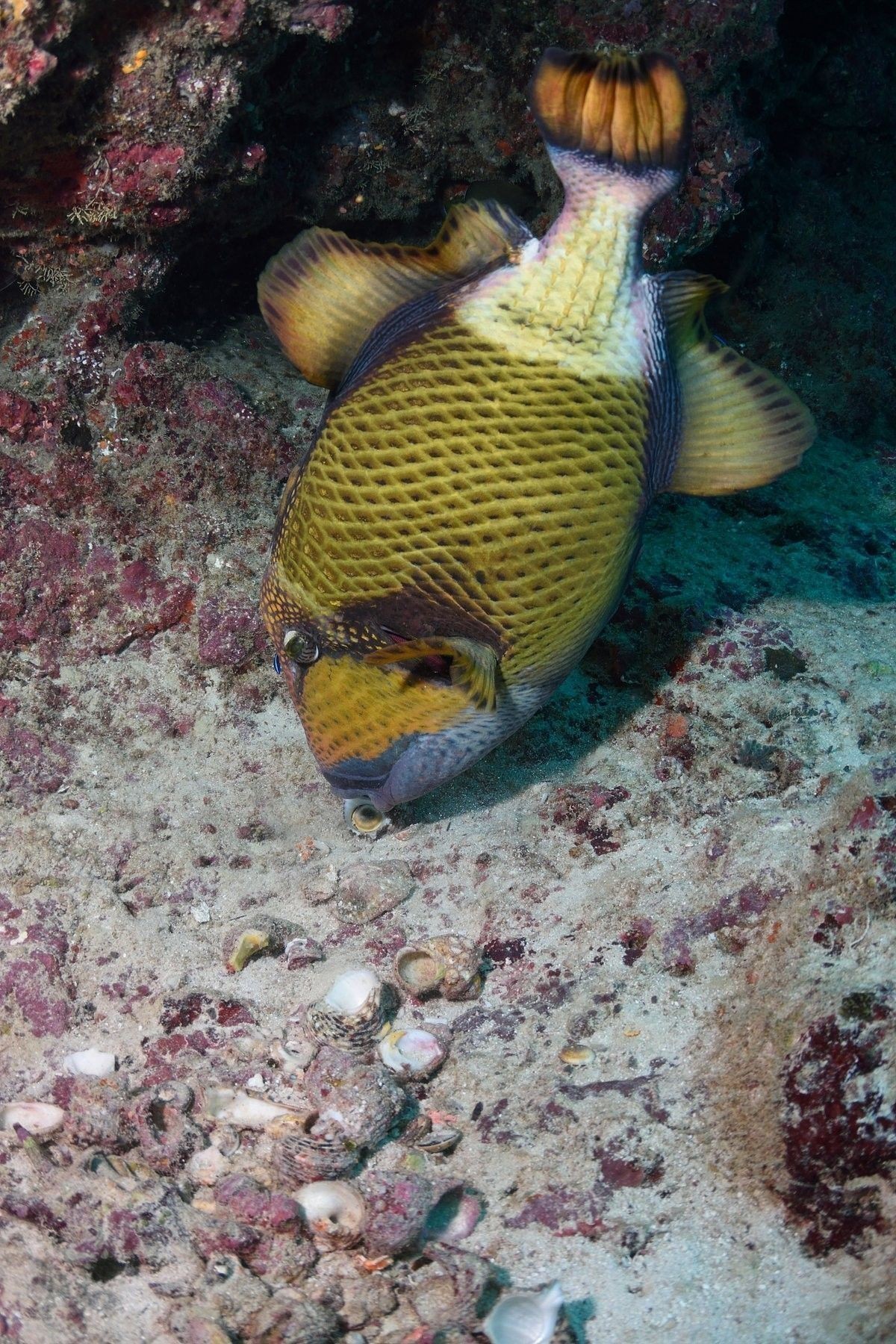 曼龍魚需要多大的魚缸（揭秘曼龍魚:究竟它能長到多大多壯美）