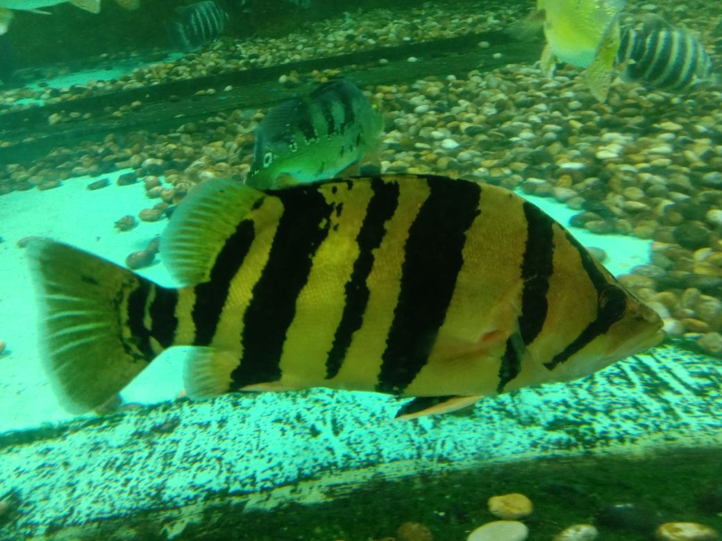 （人工智能為教育領域帶來了創新和變革，造福于健康發展）