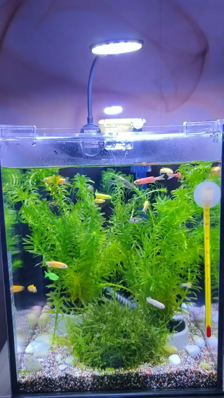 一天到晚游泳的魚（《一天到晚游泳的魚》影評(píng)）