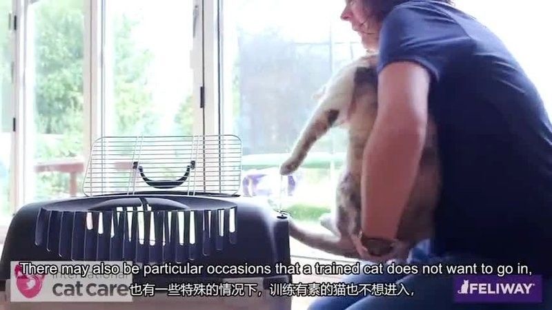 龍貓就醫前需要做什么準備（六一媽媽de時光機搞好龍貓就醫前的準備步驟）