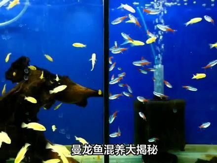 紅曼龍魚混養(yǎng)需要多大的魚缸（曼龍魚混養(yǎng)所需魚缸大小需綜合考慮魚體尺寸、混養(yǎng)種類及密度控制）