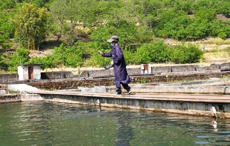 攀枝花龍魚冷水魚市場在哪里（攀枝花市東區(qū)馬家田路設(shè)有水產(chǎn)品批發(fā)市場可包含冷水魚交易）