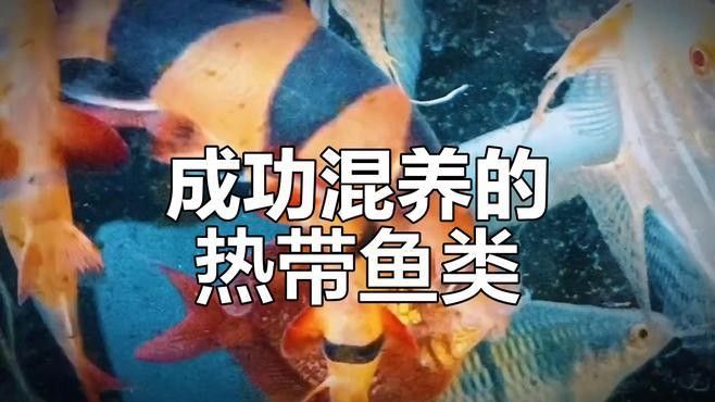 三間鼠魚適合與哪些魚混養(yǎng)（七彩神仙魚缸養(yǎng)護經(jīng)驗分享，與三間鼠魚爭奪生存空間）
