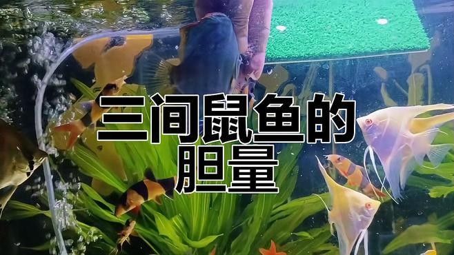 三間鼠魚適合與哪些魚混養(yǎng)（七彩神仙魚缸養(yǎng)護經(jīng)驗分享，與三間鼠魚爭奪生存空間）