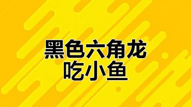 恐龍魚吃不吃小魚（六角恐龍魚吃小魚嘛萌寵三三雷龍會吃小魚嗎）