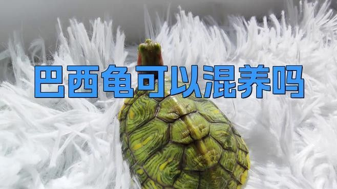 巴西亞在混養中的表現如何（巴西亞和哪些魚混養最和諧？）