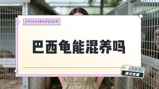 巴西亞在混養中的表現如何（巴西亞和哪些魚混養最和諧？）