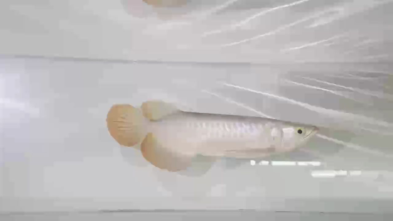 原相機能抗能打   9999（加里曼丹,小伙不帥_人見人愛評論：求養魚經驗）