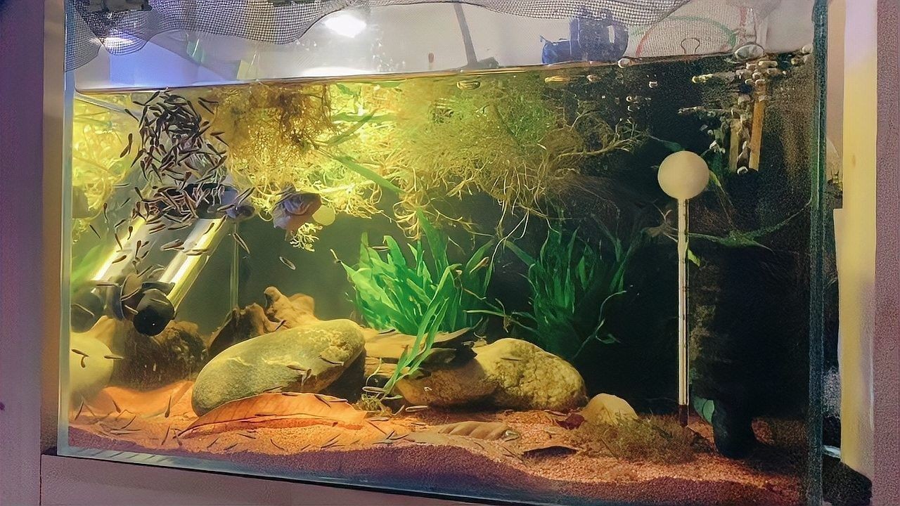 雷龍魚繁殖難度大嗎（雷龍魚的繁殖難度可控）
