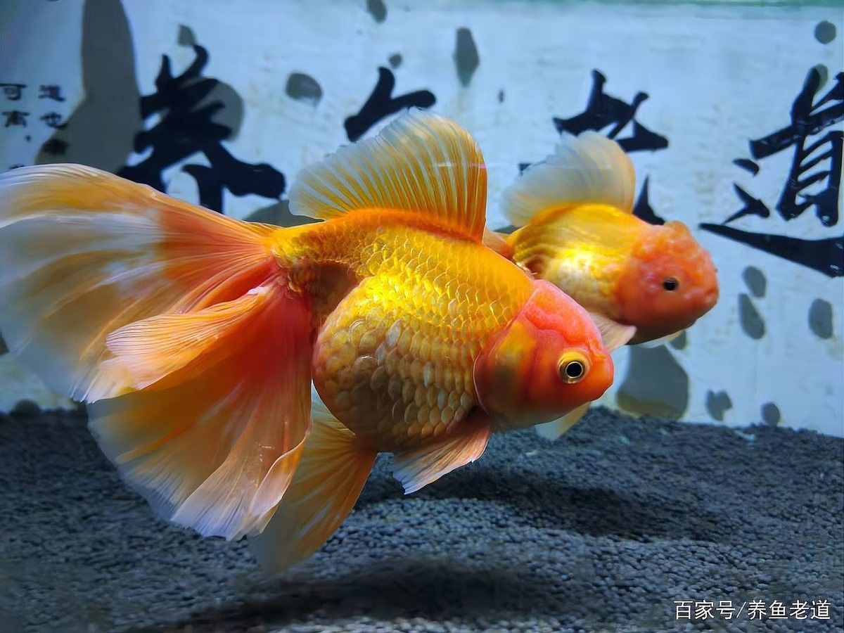 如何預防龍魚身體歪斜（廣州龍魚祥龍魚場如何應對龍魚側翻問題有效方法揭秘）