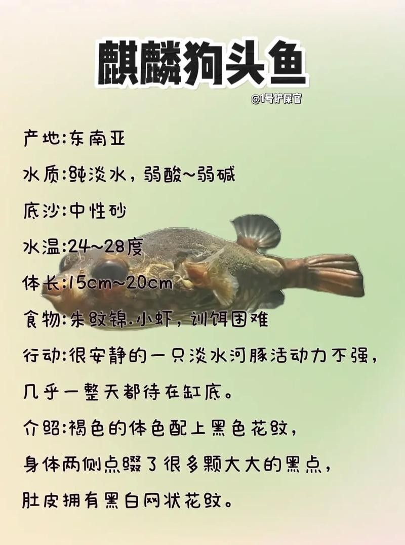 狗頭魚的最佳混養伙伴有哪些（如何為狗頭魚提供最佳的混養伙伴）