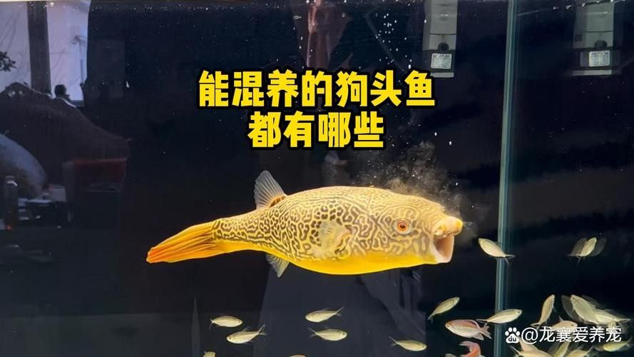 狗頭魚的最佳混養伙伴有哪些（如何為狗頭魚提供最佳的混養伙伴）