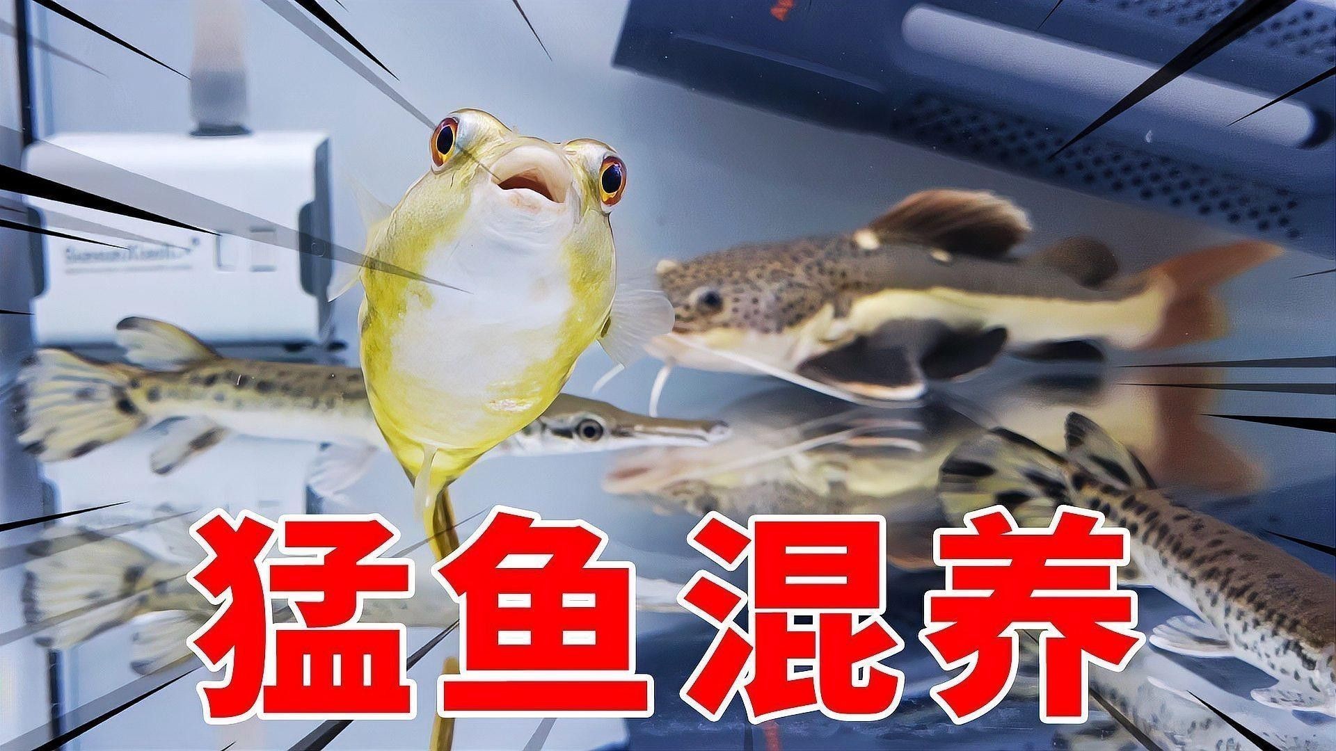 狗頭魚的最佳混養伙伴有哪些（如何為狗頭魚提供最佳的混養伙伴）