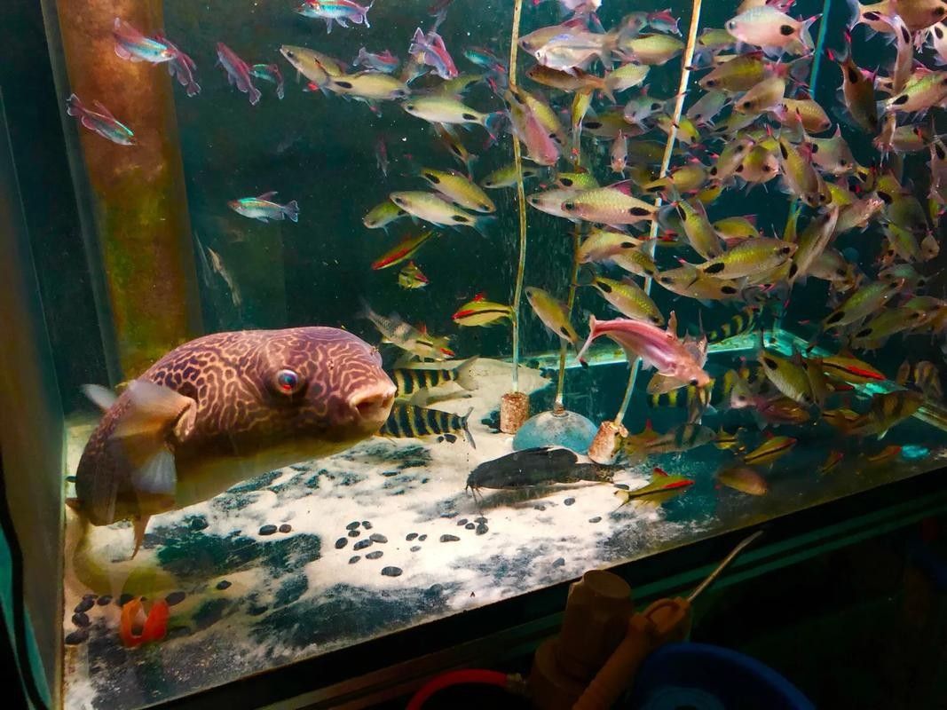 狗頭魚的最佳混養伙伴有哪些（如何為狗頭魚提供最佳的混養伙伴）