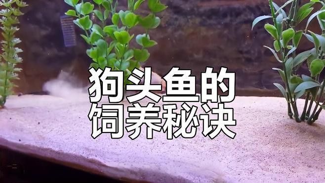 狗頭魚的最佳混養伙伴有哪些（如何為狗頭魚提供最佳的混養伙伴）