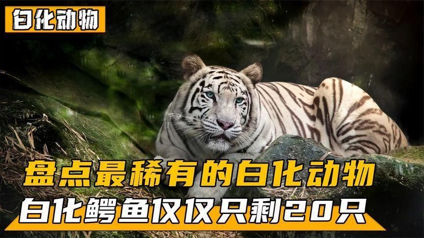 白化變異龍魚有哪些品種？（白化變異龍魚品種介紹）