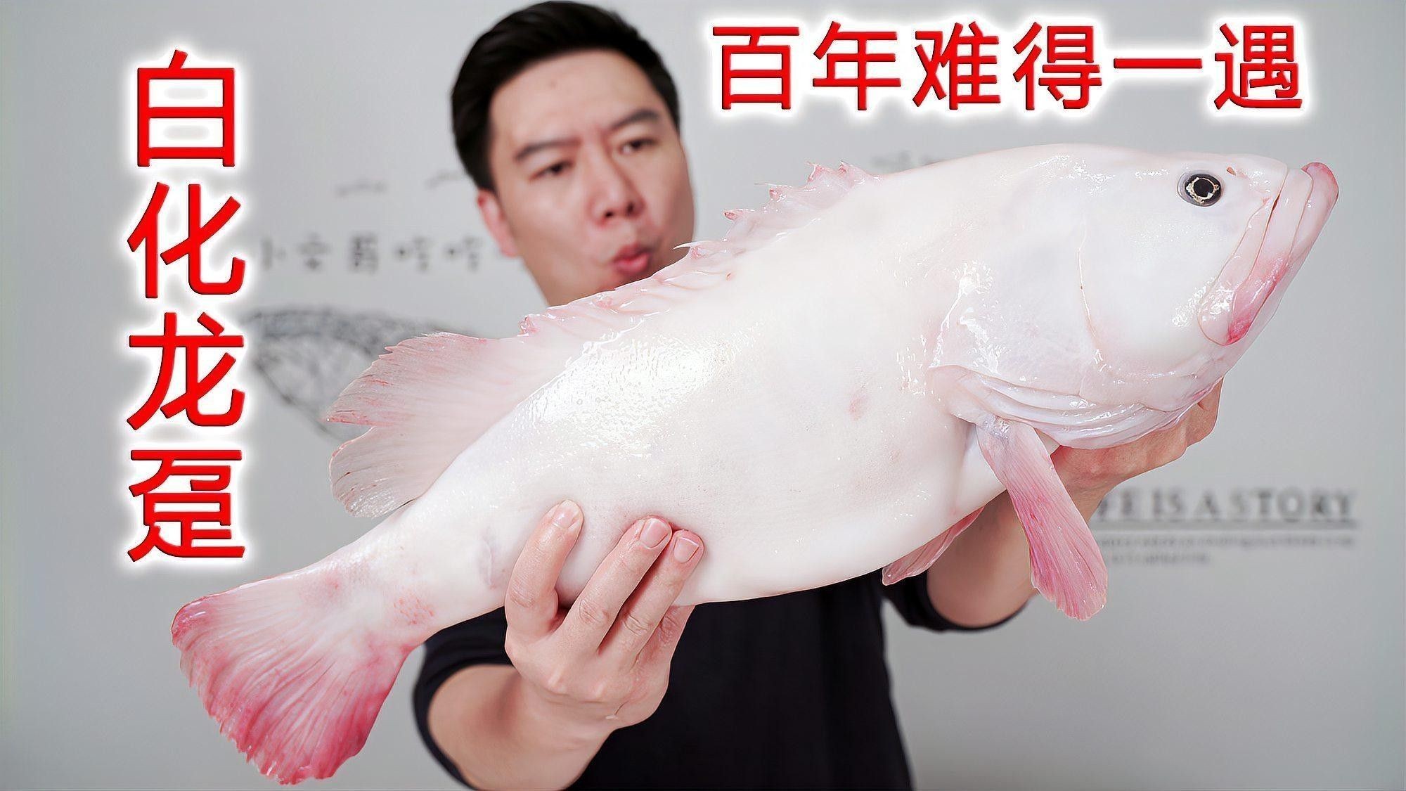 白化變異龍魚有哪些品種？（白化變異龍魚品種介紹）
