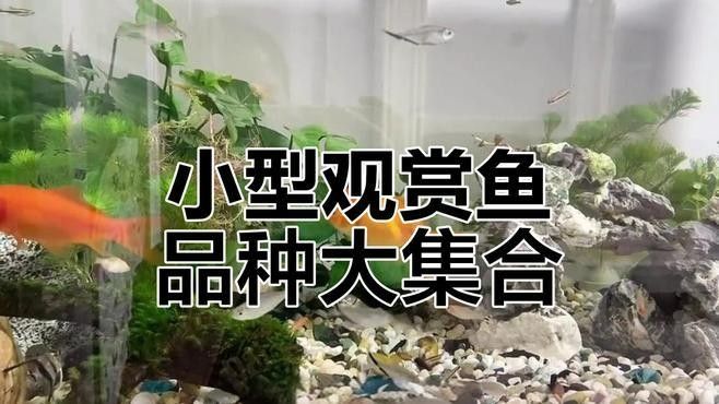 有哪些適合混養(yǎng)的魚種？（適合混養(yǎng)的魚種）
