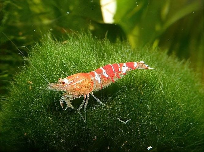 寧德龍魚養(yǎng)殖技術(shù)（寧德市龍魚養(yǎng)殖技術(shù)）