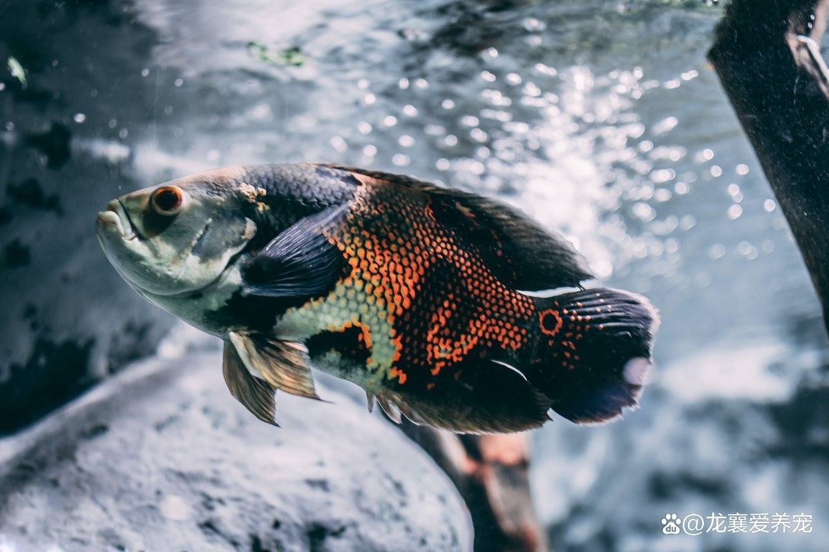龍魚飼料魚需要檢疫嗎（龍魚飼料魚檢疫的重要性）