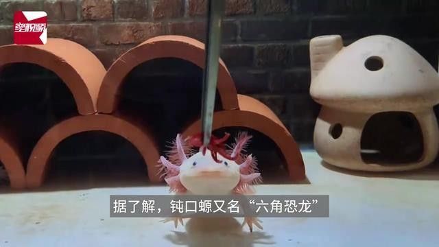 如何提高六角恐龍的受精率（六角恐龍發情期全攻略六角恐龍繁殖期間需要喂食嗎）