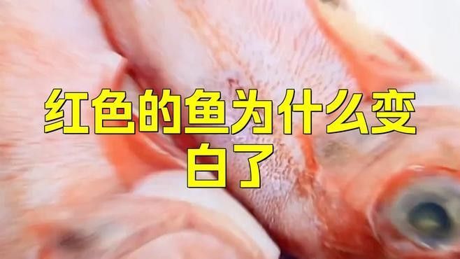 紅龍魚褪色會影響健康嗎？（紅龍魚褪色可能影響其健康但并非所有褪色都是有害的）