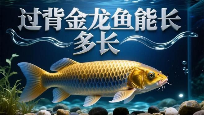 過背金龍魚珠鱗發育需要多長時間？（背金龍魚珠鱗發育的時間因個體差異而異，通常需要-2個月的時間）
