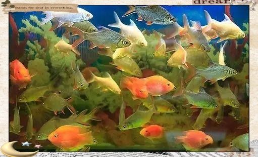 如何選擇合適的紅龍魚壁紙風(fēng)格（養(yǎng)紅龍魚用什么顏色底板和背景色）