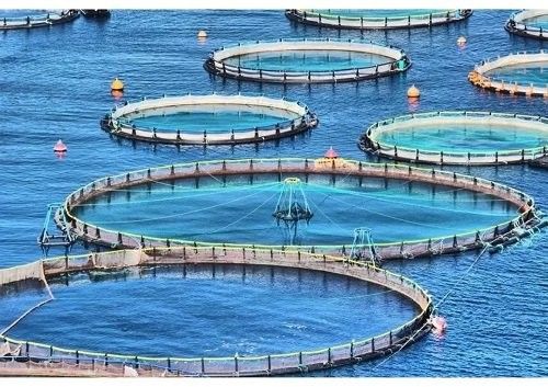 恐龍魚長白斑會自愈嗎（恐龍魚身上有白斑是否能自愈）