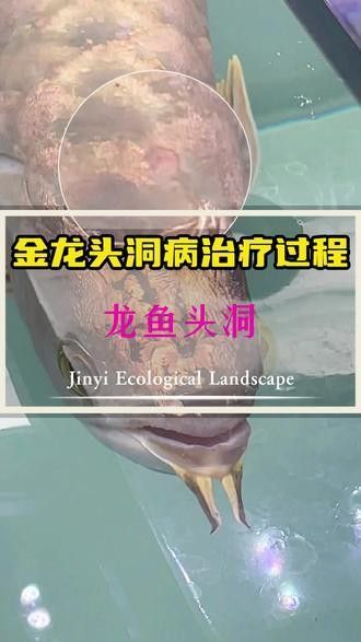 金色龍魚飼養(yǎng)難度大嗎（金色龍魚的飼養(yǎng)難度中等）