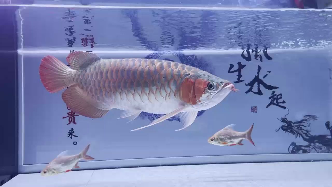 養(yǎng)廢了。但是顏色真不錯（“養(yǎng)廢了”，但是顏色真不錯）