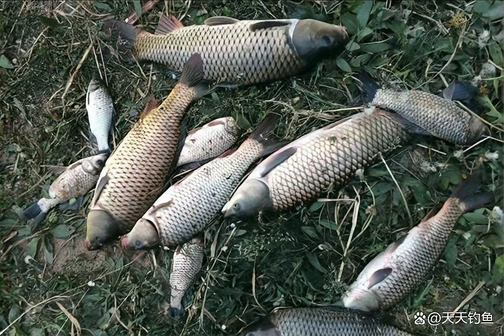 如何判斷龍魚是否上鉤？（-上鉤的龍魚是否上鉤和觀察龍魚的關鍵點）