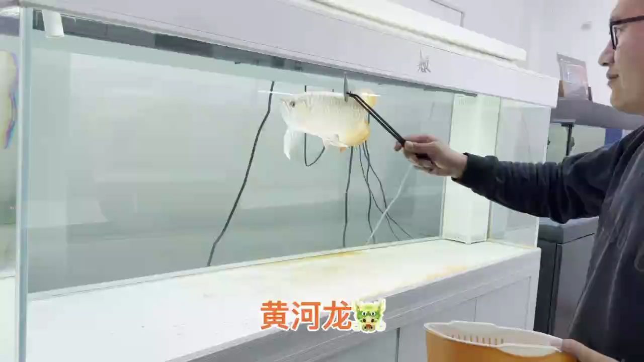 喜歡大體型，鈍頭，超級(jí)硬骨大扇尾（大體型、鈍頭，超級(jí)硬骨大扇尾）