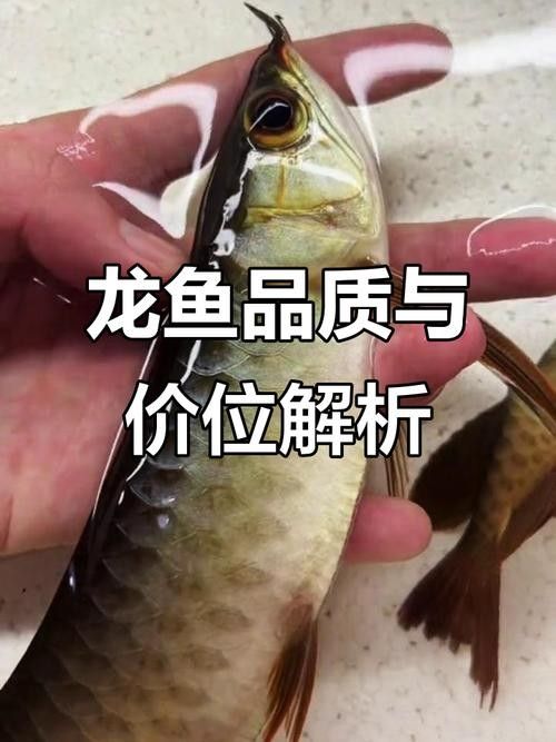 金龍魚價格差異為何如此大（追夢旅程金龍魚多少錢一個金龍魚暗房映畫志金龍魚什么價格多少錢）
