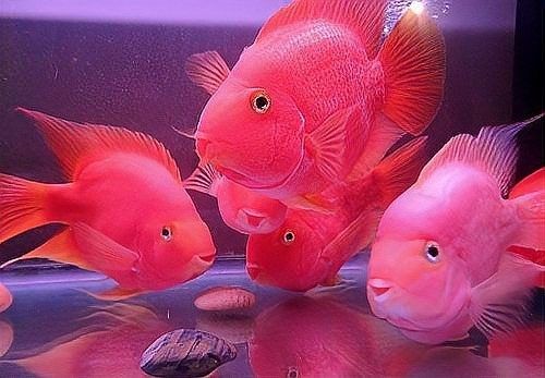 龍魚和鸚鵡混養(yǎng)需要多長時間適應（龍魚與鸚鵡魚混養(yǎng)的適應時間取決于多種因素及管理措施）