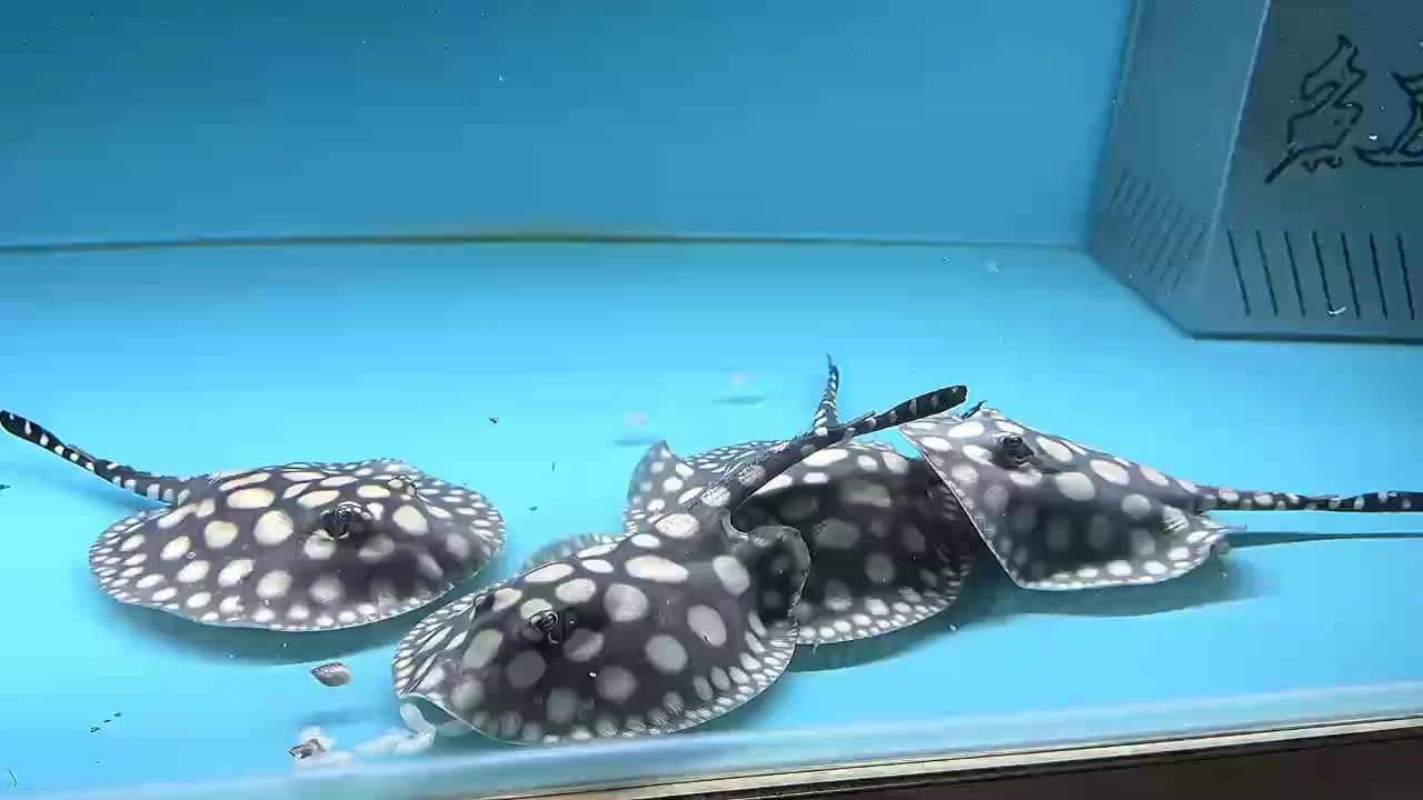 喂魚真的超級治愈 哎呀??，你沒有魚，和你說不明白[haha]