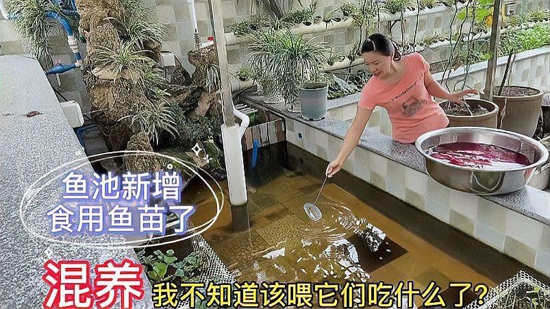 哪種飛鳳魚與龍魚和虎魚混養(yǎng)最佳（飛鳳魚與龍魚、虎魚混養(yǎng)的好處與注意事項）