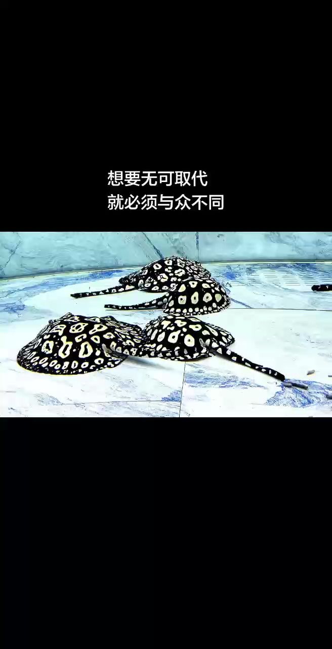 年底有望上線[加油]（“加油”項目年底有望上線）