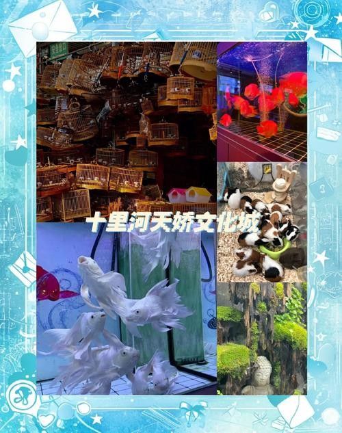 哪里可以買到金背龍魚（北京金背龍魚購魚經驗教訓，金背龍魚購魚經驗教訓）