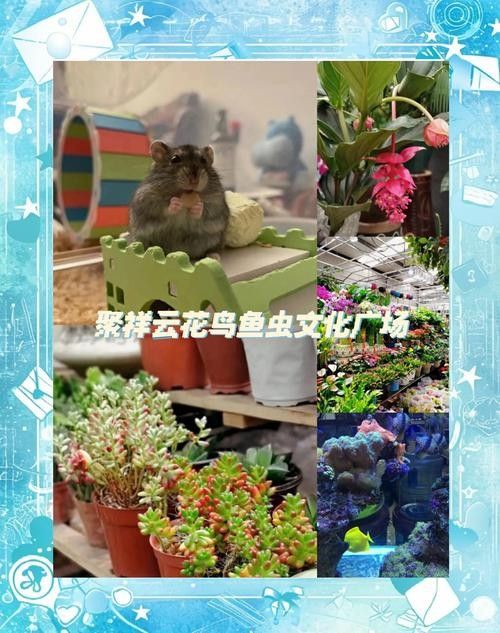 哪里可以買到金背龍魚（北京金背龍魚購魚經驗教訓，金背龍魚購魚經驗教訓）