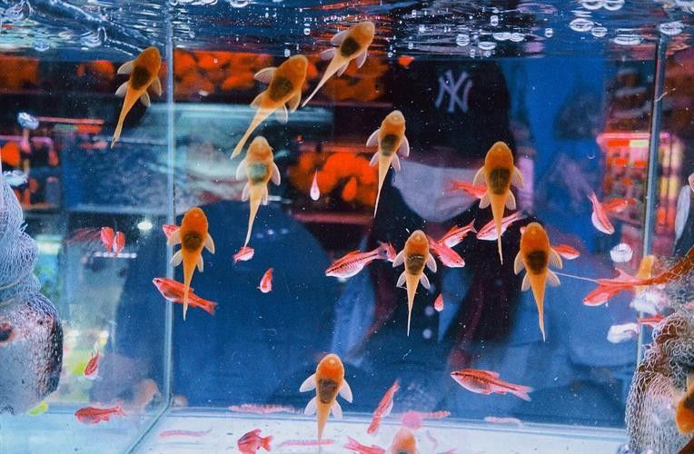 哪里可以買到金背龍魚（北京金背龍魚購魚經驗教訓，金背龍魚購魚經驗教訓）