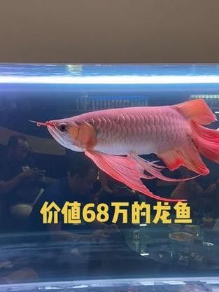 給我一些龍魚的圖片（一張龍魚在水族箱中曬太陽的照片）