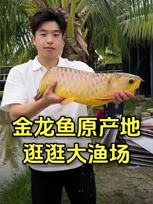 給我一些龍魚的圖片（一張龍魚在水族箱中曬太陽的照片）