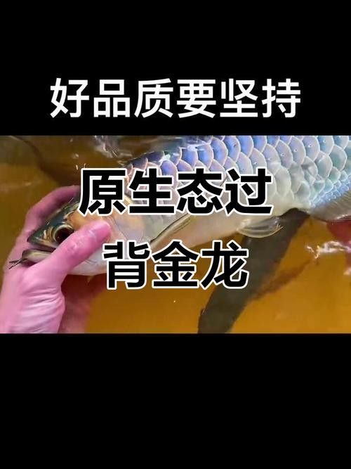 給我一些龍魚的圖片（一張龍魚在水族箱中曬太陽的照片）