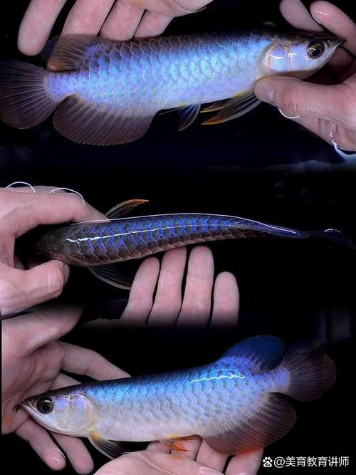 給我一些龍魚的圖片（一張龍魚在水族箱中曬太陽的照片）